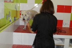 Peluqueria-Canina-Peludos-Interiores-Lavado