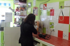 Peluqueria-Canina-Peludos-Interiores-Zona-Lavado-4