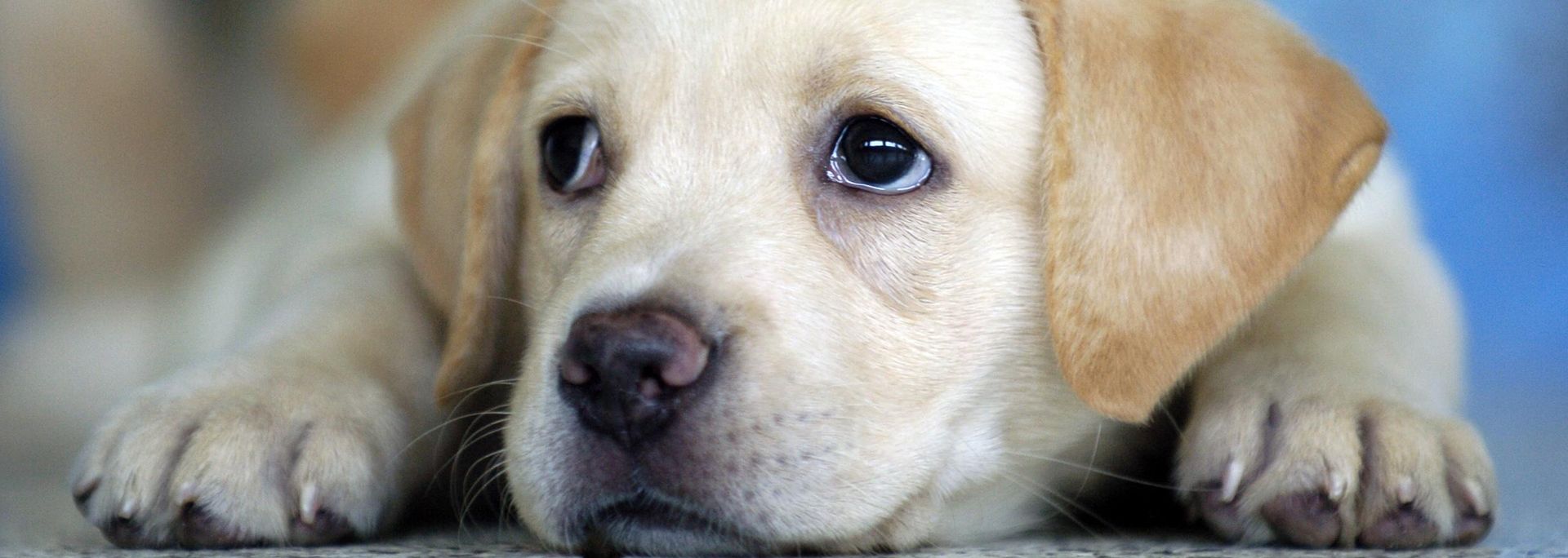 Peluquería Canina Peludos Fondo Labrador