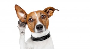 Peluquería Canina Peludos Contacto Córdoba