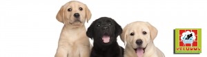 Peluquería Canina Peludos - Banner Labrador