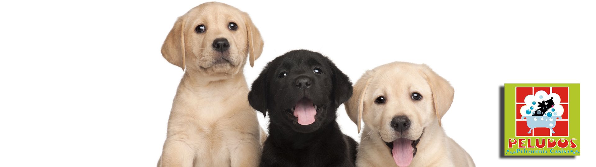 Peluquería Canina Peludos Banner Labradores