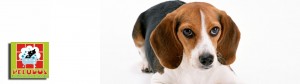 Peluquería-PeludosPerro-Banner-Contacto-Logo